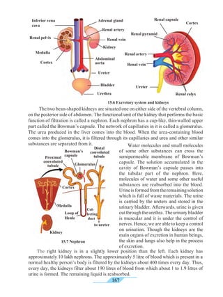 167
	 The two bean-shaped kidneys are situated one on either side of the vertebral column,
on the posterior side of abdomen. The functional unit of the kidney that performs the basic
function of filtration is called a nephron. Each nephron has a cup-like, thin-walled upper
part called the Bowman’s capsule. The network of capillaries in it is called a glomerulus.
The urea produced in the liver comes into the blood. When the urea-containing blood
comes into the glomerulus, it is filtered through its capillaries and urea and other similar
substances are separated from it. 	 Water molecules and small molecules
of some other substances can cross the
semipermeable membrane of Bowman’s
capsule. The solution accumulated in the
cavity of Bowman’s capsule passes into
the tubular part of the nephron. Here,
molecules of water and some other useful
substances are reabsorbed into the blood.
Urineisformedfromtheremainingsolution
which is full of waste materials. The urine
is carried by the ureters and stored in the
urinary bladder. Afterwards, urine is given
out through the urethra. The urinary bladder
is muscular and it is under the control of
nerves. Hence, we are able to keep a control
on urination. Though the kidneys are the
main organs of excretion in human beings,
the skin and lungs also help in the process
of excretion.
	The right kidney is in a slightly lower position than the left. Each kidney has
approximately 10 lakh nephrons. The approximately 5 litre of blood which is present in a
normal healthy person’s body is filtered by the kidneys about 400 times every day. Thus,
every day, the kidneys filter about 190 litres of blood from which about 1 to 1.9 litres of
urine is formed. The remaining liquid is reabsorbed.
15.6 Excretory system and kidneys
Medulla
Renal pelvis
Cortex
रा
Renal vein
Renal artery
Adrenal gland
Ureter
Kidney
Inferior vena
cava
Urethra
Bladder
Abdominal
aorta
Proximal
convoluted
tubule
to ureter
Distal
convoluted
tubule
Cortex
Bowman’s
capsule
Glomerulus
Medulla
Loop of
Henle
Col-
lecting
duct
15.7 Nephron
Renal capsule
Cortex
Ureter
Renal artery
Renal calyx
Renal pyramid
Kidney
Renal vein
 