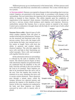 171
	 Different processes go on simultaneously in the human body. All these process need
to be efficiently and effectively conrolled and co-ordinated. This is done with the help of
two systems.
A. Nervous control : Humans can respond to changes in their surroundings due to nervous
control. Impulses are generated in the human body, in accordance with changes in the
surroundings. Nervous control plays the important role of empowering the body cells with
ability to respond to these impulses. This ability depends upon the complexity of
organization in the organism’s body structure. Unicellular animals like the amoeba do
not have a nervous system which produces such impulses and responses. However,
multicellular animals like humans, have a nervous system to respond to the stimuli.
Control and co-ordination is brought about with the help of a special type of cells called
nerve cells or neurons.
Post-synaptic
membrane
Neurons (Nerve cells) : Special types of cells
which conduct impulses from one place to
another in the body are called neurons. Neurons
are the structural and functional units of the
nervous system. Nerve cells, the largest cells
in the human the body, may measure up to a
few metres in length. Nerve cells have the
ability to generate and conduct electro-
chemical impulses. The cells that support the
nerve cells and help in their functioning are
called neuroglia. Nerve cells and neuroglial
cells together form the nerves.
	 All the information about our surroundings
is collected by the ends or dendrites of the
neuron. The chemical process begins at those
ends and electric impulses are generated which
are conducted from the dendrites to the cell
body, from the cell body to the axon and from
the axon to its terminal. These impulses are
then to be transferred from this nerve cell to
the next. Now the impulse that reaches the
terminal of an axon, stimulates the nerve cell
to secrete certain chemicals. These chemicals
pass through a minute space, called the
synapse, between two adjacent neurons and
generate the impulse in the dendrites of next
neuron. In this way, impulses are conducted in
the body and these impulses are finally
conveyed by nerve cells to muscle cells or
glands.
Dendrites
Nucleus
Cell body
Axon
Myelin
sheath
Schwann’s cell
Node of Ranvier
Axon
terminal
Nerve
cell
Pre-synaptic
terminal
Synaptic vesicles
Synaptic cleft
15.11 Nerve cell and neuro-muscular junction
 