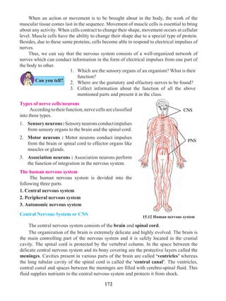 172
	 When an action or movement is to be brought about in the body, the work of the
muscular tissue comes last in the sequence. Movement of muscle cells is essential to bring
about any activity. When cells contract to change their shape, movement occurs at cellular
level. Muscle cells have the ability to change their shape due to a special type of protein.
Besides, due to these same proteins, cells become able to respond to electrical impulses of
nerves.
	 Thus, we can say that the nervous system consists of a well-organized network of
nerves which can conduct information in the form of electrical impulses from one part of
the body to other.
Types of nerve cells/neurons
	 According to their function, nerve cells are classified
into three types.
1.	 Sensoryneurons:Sensoryneuronsconductimpulses
from sensory organs to the brain and the spinal cord.
2.	 Motor neurons : Motor neurons conduct impulses
from the brain or spinal cord to effector organs like
muscles or glands.
3.	 Association neurons : Association neurons perform
the function of integration in the nervous system.
The human nervous system
	 The human nervous system is devided into the
following three parts.
1. Central nervous system
2. Peripheral nervous system
3. Autonomic nervous system
Central Nervous System or CNS
Can you tell?
	 The central nervous system consists of the brain and spinal cord.
	 The organization of the brain is extremely delicate and highly evolved. The brain is
the main controlling part of the nervous system and it is safely located in the cranial
cavity. The spinal cord is protected by the vertebral column. In the space between the
delicate central nervous system and its bony covering are the protective layers called the
meninges. Cavities present in various parts of the brain are called ‘ventricles’ whereas
the long tubular cavity of the spinal cord is called the ‘central canal’. The ventricles,
central canal and spaces between the meninges are filled with cerebro-spinal fluid. This
fluid supplies nutrients to the central nervous system and protects it from shock.
15.12 Human nervous system
1.	 Which are the sensory organs of an organism? What is their
function?
2.	 Where are the gustatory and olfactory nerves to be found?
3.	 Collect information about the function of all the above
mentioned parts and present it in the class.
CNS
PNS
 