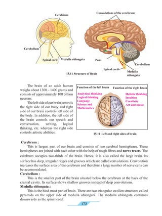 173
	 The brain of an adult human
weighs about 1300 – 1400 grams and
consists of approximately 100 billion
neurons.
	 The left side of our brain controls
the right side of our body and right
side of our brain controls left side of
the body. In addition, the left side of
the brain controls our speech and
conversation, writing, logical
thinking, etc. whereas the right side
controls artistic abilities. 15.14 Left and right sides of brain
Cerebrum :
	 This is largest part of our brain and consists of two cerebral hemispheres. These
hemispheres are joined with each other with the help of tough fibres and nerve tracts. The
cerebrum occupies two-thirds of the brain. Hence, it is also called the large brain. Its
surface has deep, irregular ridges and grooves which are called convolutions. Convolution
increases the surface area of the cerebrum and therefore a large number of nerve cells can
be accommodated.
Cerebellum :
	 This is the smaller part of the brain situated below the cerebrum at the back of the
cranial cavity. Its surface shows shallow grooves instead of deep convolutions.
Medulla oblongata :
	 This is the hind-most part of brain. There are two triangular swollen structures called
pyramids on the upper side of medulla oblongata. The medulla oblongata continues
downwards as the spinal cord.
15.11 Structure of Brain
Convolutions of the cerebrum
Spinal cord
Pons
Cerebellum
Medulla
oblongata
Cerebrum
Medulla oblongataSpinal cord
Cerebellum
Function of the left brain Function of the right brain
Analytical thinking
Logical thinking
Language
Science and
Mathematics
Holistic thinking
Intuition
Creativity
Art and music
 