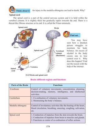 174
An injury to the medulla oblongata can lead to death. Why?Think about it
Find out.
Spinal cord
	 The spinal cord is a part of the central nervous system and it is held within the
vertebral column. It is slightly thick but gradually tapers towards the end. There is a
thread-like fibrous structure at its end. It is called the Filum terminale.
	 You may have
seen how a drunken
person struggles to
maintain his body
balance. An excess of
alcohol in the body
causes one to lose
control over it. Why
does this happen? Find
out the reason with the
help of the internet.
Brain: different regions and functions
Parts of the Brain Functions
Cerebrum Control of voluntary movements, concentration, planning,
decision-making, memory, intelligence, and intellectual
activities.
Cerebellum 1. Co-ordination of voluntary movements.
2. Maintaining the body’s balance.
Medulla oblongata Control of involuntary activities like the beating of the heart,
blood circulation, breathing, sneezing, coughing, salivation,
etc.
Spinal cord 1. Conduction of impulses from the skin towards the brain.
2. Conduction of impulses from brain to muscles and glands.
3. Functions as centre of co-ordination of reflex actions.
15.15 Brain and spinal cord
Vertebral
column
(Backbone)
Brain
Spinal
cord
Spinal cord
Nerve
Spinal cord
Vertebra
 
