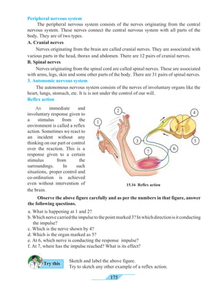 175
Peripheral nervous system
	 The peripheral nervous system consists of the nerves originating from the central
nervous system. These nerves connect the central nervous system with all parts of the
body. They are of two types.
A. Cranial nerves
	 Nerves originating from the brain are called cranial nerves. They are associated with
various parts in the head, thorax and abdomen. There are 12 pairs of cranial nerves.
B. Spinal nerves
	 Nerves originating from the spinal cord are called spinal nerves. These are associated
with arms, legs, skin and some other parts of the body. There are 31 pairs of spinal nerves.
3. Autonomic nervous system
	 The autonomous nervous system consists of the nerves of involuntary organs like the
heart, lungs, stomach, etc. It is is not under the control of our will.
Reflex action
	An immediate and
involuntary response given to
a stimulus from the
environment is called a reflex
action. Sometimes we react to
an incident without any
thinking on our part or control
over the reaction. This is a
response given to a certain
stimulus from the
surroundings. In such
situations, proper control and
co-ordination is achieved
even without intervention of
the brain.
	 Observe the above figure carefully and as per the numbers in that figure, answer
the following questions.
a. What is happening at 1 and 2?
b. Which nerve carried the impulse to the point marked 3? In which direction is it conducting
the impulse?
c. Which is the nerve shown by 4?
d. Which is the organ marked as 5?
e. At 6, which nerve is conducting the response impulse?
f. At 7, where has the impulse reached? What is its effect?
Sketch and label the above figure.
Try to sketch any other example of a reflex action.
Try this
1
2
3
4
5
6
7
15.16 Reflex action
 