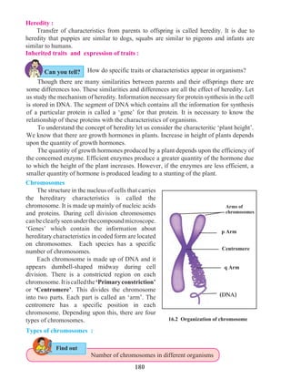 180
Heredity :
	 Transfer of characteristics from parents to offspring is called heredity. It is due to
heredity that puppies are similar to dogs, squabs are similar to pigeons and infants are
similar to humans.
Inherited traits and expression of traits :
	 How do specific traits or characteristics appear in organisms?	
Arms of
chromosomes
Centromere
p Arm
q Arm
(DNA)
16.2 Organization of chromosome
Chromosomes
	 The structure in the nucleus of cells that carries
the hereditary characteristics is called the
chromosome. It is made up mainly of nucleic acids
and proteins. During cell division chromosomes
canbeclearlyseenunderthecompoundmicroscope.
‘Genes’ which contain the information about
hereditary characteristics in coded form are located
on chromosomes. Each species has a specific
number of chromosomes.
	 Each chromosome is made up of DNA and it
appears dumbell-shaped midway during cell
division. There is a constricted region on each
chromosome.Itiscalledthe‘Primaryconstriction’
or ‘Centromere’. This divides the chromosome
into two parts. Each part is called an ‘arm’. The
centromere has a specific position in each
chromosome. Depending upon this, there are four
types of chromosomes.
Types of chromosomes :
Number of chromosomes in different organisms
	 Though there are many similarities between parents and their offsprings there are
some differences too. These similarities and differences are all the effect of heredity. Let
us study the mechanism of heredity. Information necessary for protein synthesis in the cell
is stored in DNA. The segment of DNA which contains all the information for synthesis
of a particular protein is called a ‘gene’ for that protein. It is necessary to know the
relationship of these proteins with the characteristics of organisms.
	 To understand the concept of heredity let us consider the characteritic ‘plant height’.
We know that there are growth hormones in plants. Increase in height of plants depends
upon the quantity of growth hormones.
	 The quantity of growth hormones produced by a plant depends upon the efficiency of
the concerned enzyme. Efficient enzymes produce a greater quantity of the hormone due
to which the height of the plant increases. However, if the enzymes are less efficient, a
smaller quantity of hormone is produced leading to a stunting of the plant.
Can you tell?
Find out
 