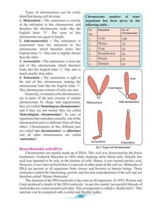 181
Sr.
No.
Organism No. of
Chromosomes
1 Crab 200
2 Maize 20
3 Frog 26
4 Roundworm 04
5 Potato 48
6 Human 46
	 Types of chromosomes can be easily
identified during cell division.
1. Metacentric : The centromere is exactly
at the mid-point in this chromosome, and
therefore the chromosome looks like the
English letter ‘V’. The arms of this
chromosome are equal in length.
2. Sub-metacentric : The centromere is
somewhere near the mid-point in this
chromosome which therefore looks like
English letter ‘L’. One arm is slightly shorter
than the other.
3. Acrocentric : The centromere is near one
end of this chromosome which therefore
looks like the English letter ‘j’. One arm is
much smaller than other.
4. Telocentric : The centromere is right at
the end of this chromosome making the
chromosome look like the English letter ‘i’.
This chromosome consists of only one arm.
	 Generally, in somatic cells chromosomes
are in pairs. If the pair consists of similar
chromosomes by shape and organization,
they are called ‘homologous chromosomes’
and if they are not similar they are called
‘heterologous chromosomes’. In case of
organisms that reproduce sexually one of the
chromosomal pairs is different from all than
others. Chromosomes of this different pair
are called ‘sex chromosomes’ or allosomes
and all other chromosomes are called
‘autosomes’.
16.3 Types of chromosomes
Deoxyribonucleic acid (DNA)
Chromosomes are mainly made up of DNA. This acid was discovered by the Swiss
biochemist, Frederick Miescher in 1869 while studying white blood cells. Initially this
acid was reported to be only in the nucleus of cells. Hence, it was named nucleic acid.
However, it was later realized that it is present in other parts of the cell too. Molecules of
DNA are present in all organisms from viruses and bacteria to human beings. These
molecules control the functioning, growth and division (reproduction) of the cell and are
therefore called ‘Master Molecules’.
The structure of the DNA molecule is the same in all organisms. In 1953, Watson and
Crick produced a model of the DNA molecule. As per this model, two parallel threads of
nucleotides are coiled around each other. This arrangement is called a ‘double helix’. This
sturcture can be compared with a coiled and flexible ladder.
Metacentric
Acrocentric Telocentric
Sub-metacentric
Chromosome number of some
organisms has been given in the
following table -
Arm
Centromere
 