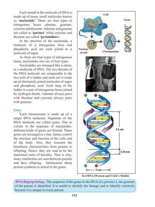 182
	 Each strand in the molecule of DNA is
made up of many small molecules known
as ‘nucleotide’. There are four types of
nitrogenous bases adenine, guanine,
cytosine and thymine. Adenine and guanine
are called as ‘purines’ while cytosine and
thymine are called ‘pyrimidines’.
	 In the structure of the nucleotide, a
molecule of a nitrogenous base and
phosphoric acid are each joined to a
molecule of sugar.
	 As there are four types of nitrogenous
bases, nucleotides also are of four types.
	 Nucleotides are arranged like a chain,
in a molecule of DNA. The two threads of
the DNA molecule are comparable to the
two rails of a ladder and each rail is made
up of alternately joined molecules of sugar
and phosphoric acid. Each rung of the
ladder is a pair of nitrogenous bases joined
by hydrogen bonds. Adenine always pairs
with thymine and cytosine always pairs
with guanine.
Gene
	 Each chromosome is made up of a
single DNA molecule. Segments of the
DNA molecule are called genes. Due to
variety in the sequence of nucleotides,
different kinds of genes are formed. These
genes are arranged in a line. Genes control
the structure and function of the cells and
of the body. Also, they transmit the
hereditary characteristics from parents to
offspring. Hence, they are said to be the
functional units of heredity. That is why,
many similarities are seen between parents
and their offspring. Information about
protein synthesis is stored in the genes.
DNA fingerprinting : The sequence of the genes in the DNA of a person i.e. the genome
of the person is identified. It is useful to identify the lineage and to identify criminals
because it is unique to every person.
Gene
Cell
त्र
16.4 DNA (Watson and Crick’s Model)
Chromosome
Nucleus
of cell
 