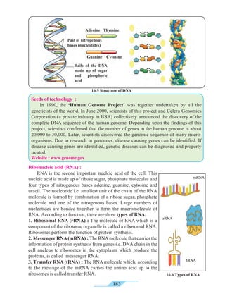 183
Ribonucleic acid (RNA) :
	 RNA is the second important nucleic acid of the cell. This
nucleic acid is made up of ribose sugar, phosphate molecules and
four types of nitrogenous bases adenine, guanine, cytosine and
uracil. The nucleotide i.e. smallest unit of the chain of the RNA
molecule is formed by combination of a ribose sugar, phosphate
molecule and one of the nitrogenous bases. Large numbers of
nucleotides are bonded together to form the macromolecule of
RNA. According to function, there are three types of RNA.
1. Ribosomal RNA (rRNA) : The molecule of RNA which is a
component of the ribosome organelle is called a ribosomal RNA.
Ribosomes perform the function of protein synthesis.
2. Messenger RNA(mRNA) : The RNAmolecule that carries the
information of protein synthesis from genes i.e. DNA chain in the
cell nucleus to ribosomes in the cytoplasm which produce the
proteins, is called messenger RNA.
3. Transfer RNA (tRNA) : The RNA molecule which, according
to the message of the mRNA carries the amino acid up to the
ribosomes is called transfer RNA.
Seeds of technology :
	 In 1990, the ‘Human Genome Project’ was together undertaken by all the
geneticists of the world. In June 2000, scientists of this project and Celera Genomics
Corporation (a private industry in USA) collectively announced the discovery of the
complete DNA sequence of the human genome. Depending upon the findings of this
project, scientists confirmed that the number of genes in the human genome is about
20,000 to 30,000. Later, scientists discovered the genomic sequence of many micro-
organisms. Due to research in genomics, disease causing genes can be identified. If
disease causing genes are identified, genetic diseases can be diagnosed and properly
treated.
Website : www.genome.gov
rRNA
mRNA
tRNA
Pair of nitrogenous
bases (nucleotides)
Rails of the DNA
made up of sugar
and phosphoric
acid
16.6 Types of RNA
16.5 Structure of DNA
Adenine Thymine
Guanine Cytosine
 