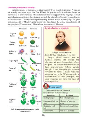 184
Gregor Johann Mendel
(Birth: 20th
July 1822, Death: 6th
Jan 1884)
	 Gregor Johann Mendel was an
Austrian scientist. He studied the
inheritance of some characteristics of the
pea plant. He showed that inheritance of
these characteristics follows certain
principles. Later, these principles becomes
popular by his name. Mendel’s work was
recognized only in the 20th
century. After a
reconfirmation of these principles, the
same principles now form the basis of
modern genetics.
Yellow
Round
RecessiveDominant
Green
Axillary
Colour
of seed
Tall
Shape of
the seed
Wrinkled
Height of
plant
Position of
flower
Inflated
WhitePurple
Yellow
Constricted
Colour of
flower
Shape of pod
Colour of
pod
16.7 Seven mutually contrasting visible
characteristics
Mendel’s principles of heredity
	 Genetic material is transferred in equal quantity from parents to progeny. Principles
of heredity are based upon this fact. If both the parents make equal contribution to
inheritance of characteristics, which characteristics will appear in the progeny? Mendel
carried out research in this direction and put forth the principles of heredity responsible for
such inheritance. The experiments performed by Mendel, almost a century ago are quite
astonishing. All of Mendel’s experiments were based upon the visible characteristics of
the pea plant (Pisum sativum). These characteristics are as follows -
Dwarf
Terminal
Green
An introduction to scientists
	 Some dominant and recessive
characteristics of human beings
Dominant Recessive
Rolling tongue Non-rolling tongue
Presence of hair on
arms
Absence of hairs on
arms
Black and curly
hair
Brown and straight hair
Free earlobe Attached earlobe
(R) (r)
(a)
(Y)
(C)
(y)
(c)
(G) (g)
(i)
(A)
(I)
(T) (t)
Do you know?
 