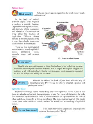 195
Animal tissue	
Why can we not see our organs like the heart, blood vessels
and intestines?
Observe the skin of the back of your hand with the help of
a magnifying lens. Do you see the closely attached squarish and
pentagonal shapes?
	 What keeps the various organs and organ systems
separate from each other? How?
	 In the body of animal
different organs come together
to perform a specific function.
Organs like the lungs and trachea,
with the help of the contraction
and relaxation of some muscles
bring about the function of
respiration. Different tissues
perform different functions in the
organs. Accordingly, tissues are
classified into different types.
	 There are four main types of
animal tissues, namely epithelial
tissue, connective tissue,
muscular tissue and nervous
tissue.
Blood is also a type of connective tissue. It circulates in our body from one part
to another and transports different materials. For example, it transports oxygen and
nutrients to all cells in the body. Similarly, it transports waste materials generated
all over the body to the kidney for excretion.
17.1 Types of animal tissues
Epithelial tissue
	 Protective coverings in the animal body are called epithelial tissues. Cells in this
tissue are closely packed and form continuous layers. Any material that enters the body
first encounters epithelial tissue. Cells of epithelial tissue are separated from the cells of
other underlying tissues by a fibrous membrane. The skin, mucous layer of the mouth
cavity, inner surface of blood vessels, walls of the alveoli, etc. are made up of epithelial
tissues.
Muscular tissue
Nervous
tissue
Epithelial
tissue
Connective
tissue
Observe
Do you know?
Use your brain power !
Think about it
 