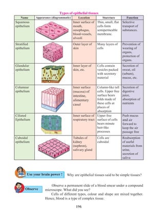 196
Types of epithelial tissues
Name Appearance (diagrammatic) Location Sturcture Function
Squamous
epithelium
Inner surface of
mouth,
oesophagus,
blood-vessels,
alveoli
Thin, small, flat
cells form
semipermeable
membrane.
Selective
transport of
substances.
Stratified
epithelium
Outer layer of
skin
Many layers of
cells
Prevention of
wearing of
organs,
protection of
organs.
Glandular
epithelium
Inner layer of
skin, etc.
Cells contain
vesicles packed
with secretory
material
Secretion of
sweat, oil
(sebum),
mucus, etc.
Columnar
epithelium
Inner surface
(mucosa) of
intestine,
alimentary
canal
Column-like tall
cells. Upper free
surface bears
folds made of
these cells at
places of
absorption
Secretion of
digestive
juice,
absorption of
nutrients
Ciliated
Epithelium
Inner surface of
respiratory tract
Upper free
surface of cells
bears minute
hair-like
processes
Push mucus
and air
forward to
keep the air
passage free
Cuboidal
epithelium
Tubules of
kidney
(nephron),
salivary gland
Cells are
cuboidal
Reabsorption
of useful
materials from
urine,
secretion of
saliva
Why are epithelial tissues said to be simple tissues?
	 Observe a permanent slide of a blood smear under a compound
microscope. What did you see?
	 Cells of different types, colour and shape are mixed together.
Hence, blood is a type of complex tissue.
Observe
Use your brain power !
 