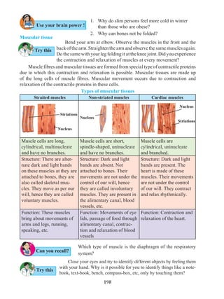 198
Muscular tissue
1.	 Why do slim persons feel more cold in winter
than those who are obese?
2. 	 Why can bones not be folded?
Close your eyes and try to identify different objects by feeling them
with your hand. Why is it possible for you to identify things like a note-
book, text-book, bench, compass-box, etc, only by touching them?
Bend your arm at elbow. Observe the muscles in the front and the
back of the arm. Straighten the arm and observe the same muscles again.
Do the same with your leg folding it at the knee joint. Did you experience
the contraction and relaxation of muscles at every movement?
Which type of muscle is the diaphragm of the respiratory
system?
Try this
Try this
Can you recall?
Use your brain power !
Muscle fibres and muscular tissues are formed from special type of contractile proteins
due to which this contraction and relaxation is possible. Muscular tissues are made up
of the long cells of muscle fibres. Muscular movement occurs due to contraction and
relaxation of the contractile proteins in these cells.
Types of muscular tissues
Straited muscles Non-striated muscles Cardiac muscles
Muscle cells are long,
cylindrical, multinucleate
and have no branches.
Muscle cells are short,
spindle-shaped, uninucleate
and have no branches.
Muscle cells are
cylindrical, uninucleate
and branched.
Structure: There are alter-
nate dark and light bands
on these muscles at they are
attached to bones, they are
also called skeletal mus-
cles. They move as per our
will, hence they are called
voluntary muscles.
Structure: Dark and light
bands are absent. Not
attached to bones. Their
movements are not under the
control of our will, hence
they are called involuntary
muscles. They are present in
the alimentary canal, blood
vessels, etc.
Structure: Dark and light
bands are present. The
heart is made of these
muscles. Their movements
are not under the control
of our will. They contract
and relax rhythmically.
Function: These muscles
bring about movements of
arms and legs, running,
speaking, etc.
Function: Movements of eye
lids, passage of food through
alimentary canal, contrac-
tion and relaxation of blood
vessels
Function: Contraction and
relaxation of the heart.
Nucleus
Nucleus
Striations
Striations
Nucleus
 