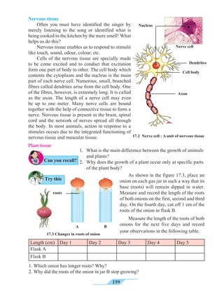 199
Nervous tissue
Often you must have identified the singer by
merely listening to the song or identified what is
being cooked in the kitchen by the mere smell! What
helps us do this?
Nervous tissue enables us to respond to stimulii
like touch, sound, odour, colour, etc.
Cells of the nervous tissue are specially made
to be come excited and to conduct that excitation
form one part of body to other. The cell body which
contents the cytoplasm and the nucleus is the main
part of each nerve cell. Numerous, small, branched
fibres called dendrites arise from the cell body. One
of the fibres, however, is extremely long. It is called
as the axon. The length of a nerve cell may even
be up to one meter. Many nerve cells are bound
together with the help of connective tissue to form a
nerve. Nervous tissue is present in the brain, spinal
cord and the network of nerves spread all through
the body. In most animals, action in response to a
stimules occurs due to the integrated functioning of
nervous tissue and muscular tissue.
Nerve cell
Nucleus
Cell body
Dendrites
Axon
Length (cm) Day 1 Day 2 Day 3 Day 4 Day 5
Flask A
Flask B
1. Which onion has longer roots? Why?
2. Why did the roots of the onion in jar B stop growing?
17.2 Nerve cell : A unit of nervous tissue
17.3 Changes in roots of onion
Plant tissue
1. 	What is the main difference between the growth of animals
and plants?
2.	 Why does the growth of a plant occur only at specific parts
of the plant body?
BA
	 As shown in the figure 17.3, place an
onion on each gas jar in such a way that its
base (roots) will remain dipped in water.
Measure and record the length of the roots
of both onions on the first, second and third
day. On the fourth day, cut off 1 cm of the
roots of the onion in flask B.
	 Measure the length of the roots of both
onions for the next five days and record
your observations in the following table.
Try this
Can you recall?
roots
 