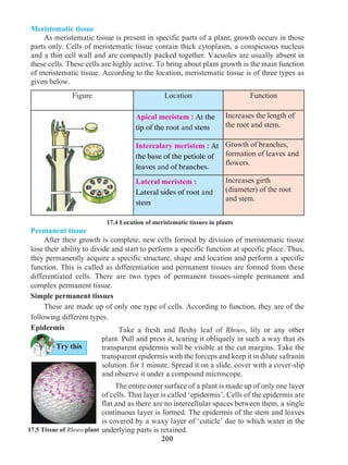 200
17.5 Tissue of Rhoeo plant
Meristematic tissue	
As meristematic tissue is present in specific parts of a plant, growth occurs in those
parts only. Cells of meristematic tissue contain thick cytoplasm, a conspicuous nucleus
and a thin cell wall and are compactly packed together. Vacuoles are usually absent in
these cells. These cells are highly active. To bring about plant growth is the main function
of meristematic tissue. According to the location, meristematic tissue is of three types as
given below.
17.4 Location of meristematic tissues in plants
Figure Location Function
Apical meristem : At the
tip of the root and stem
Increases the length of
the root and stem.
Intercalary meristem : At
the base of the petiole of
leaves and of branches.
Growth of branches,
formation of leaves and
flowers.
Lateral meristem :
Lateral sides of root and
stem
Increases girth
(diameter) of the root
and stem.
Permanent tissue
After their growth is complete, new cells formed by division of meristematic tissue
lose their ability to divide and start to perform a specific function at specific place. Thus,
they permanently acquire a specific structure, shape and location and perform a specific
function. This is called as differentiation and permanent tissues are formed from these
differentiated cells. There are two types of permanent tissues-simple permanent and
complex permanent tissue.
Simple permanent tissues	
These are made up of only one type of cells. According to function, they are of the
following different types.
Epidermis
Try this
Take a fresh and fleshy leaf of Rhoeo, lily or any other
plant. Pull and press it, tearing it obliquely in such a way that its
transparent epidermis will be visible at the cut margins. Take the
transparent epidermis with the forceps and keep it in dilute safranin
solution. for 1 minute. Spread it on a slide, cover with a cover-slip
and observe it under a compound microscope.
The entire outer surface of a plant is made up of only one layer
of cells. That layer is called ‘epidermis’. Cells of the epidermis are
flat and as there are no intercellular spaces between them, a single
continuous layer is formed. The epidermis of the stem and leaves
is covered by a waxy layer of ‘cuticle’ due to which water in the
underlying parts is retained.
 