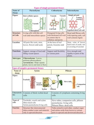 201
Types of simple permanent tissues
Name of
Tissue
Parenchyma Collenchyma Sclerenchyma
Figure
Structure
of Cells
Living cells with thin cell
wall and intercellular spaces
Elongated living cells
with thickened cell wall
at corners due to
cellulose and pectin
Dead and fibrous cells
with tapering ends, cell
wall contains lignin
Location All parts like roots, stem,
leaves, flowers and seeds
At the base of leaf
petiole, branches and
stem
Stem, veins of leaves,
hard coats of seeds, out-
er covering of coconut
Functions Support, storage of food and
filling vacant spaces
Support and flexibility
to various parts
Give strength and
rigidity to parts of the
plants.
Sub-types Chlorenchyma: Leaves,
performs photosynthesis.
Aerenchyma : Helps aquatic
plants, leaves and stem to float
Types of complex permanent tissues
Name of
tissue
Xylem Phloem
Figure
Characteris-
tics
Consists of thick-walled dead
cells
Consists of cytoplasm containing living
cells
Types of
cells
Tracheids, vessels and xylem
fibres-dead cells
Xylem parenchyma-living cells
Sieve tubes, companion cells, phloem
parenchyma- living cells
Phloem fibres- dead cells
Function Structure like interconnected
tubes,conduct water and minerals
only in upward direction.
Tubes joined to each other, conduct sugar
and amino acids from leaves to various
parts in upward and downward direction
Xylem Phloem
Vessel
element
Tracheid
Companion
cell
Sieve tube
Inter-cellular spaces
Vacuole
Chloroplasts
Vacuole Vacuole
Cell wall
Simple pit pair
Lumen
(cavity)
Lignified thick cell wall
 