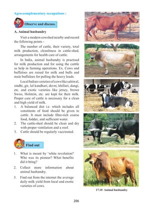 206
Agro-complementary occupations :
A. Animal husbandry
	 Visit a modern cowshed nearby and record
the following points -
	 The number of cattle, their variety, total
milk production, cleanliness in cattle-shed,
arrangements for health care of cattle.
	 In India, animal husbandry is practised
for milk production and for using the catttle
as help in farming operations. Ex. Cows and
buffaloes are raised for milk and bulls and
male buffaloes for pulling the heavy loads.
	 LocalIndianvarietiesofcowslikesahiwal,
sindhi, gir, lal kandhari, devni, khillari, dangi,
etc. and exotic varieties like jersey, brown
Swiss, Holstein, etc. are kept for their milk.
Proper care of cattle is necessary for a clean
and high yield of milk.
1.	 A balanced diet i.e. which includes all
constitents of food should be given to
cattle. It must include fibre-rich coarse
food, fodder, and sufficient water.
2.	 The cattle-shed should be clean and dry
with proper ventilation and a roof.
3.	 Cattle should be regularly vaccinated.
1.	 What is meant by ‘white revolution?
Who was its pioneer? What benefits
did it bring?
2.	Collect more information about
animal husbandry.
3.	 Find out from the internet the average
daily milk yield from local and exotic
varieties of cows.
Observe and discuss.
17.10 Animal husbandry
Find out
 