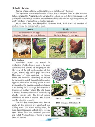 207
B. Poultry farming
	 Rearing of egg and meat yielding chickens is called poultry farming.
	 The objectives behind development of new hybrid varieties from a cross between
Indian varieties like Aseel and exotic varieties like leghorn are as follows : to produce good
quality chickens in large numbers, to develop the ability to withstand high temperature, to
use by-products of agriculture as poultry feed, etc.
	 Rhode Island Red, New Hampshire, Plymouth Rock, Black Rock are varieties of
chicken reared for eggs as well as meat.
Layers Broilers
Chickens raised for eggs. Chickens raised for meat.
Leghorn, Minorca, Ancona, Lehman Brahma, Long, Cochin, Aseel
E. Sericulture
	 Silkworms (moths) are reared for
production of silk. Bombyx mori is the most
commonly used variety for this purpose. The
life cycle of the silk moth consists of four
stages, namely egg, larva, pupa and adult.
Thousands of eggs deposited by female
moths are incubated artificially to shorten
the incubation period. Larvae hatching out of
eggs are released on mulberry plants. Larvae
are nourished by feeding on mulberry leaves.
After feeding for 3 – 4 days, larvae move to
branches of mulberry plant. The silk thread
is formed from the secretion of their salivary
glands. Larvae spin this thread around
themselves to form a cocoon. The cocoon
may be spherical in shape.
	 Ten days before the pupa turns into an
adult, all the cocoons are transferred into
boiling water. due to the boiling water, the
pupa dies in the cocoon and silk fibres become
loose. These fibres are unwound, processed
and reeled. Various kinds of fabric is woven
from silk threads.
Egg Adult moth
Larva Pupa
17.10 Life cycle of the silk moth
 