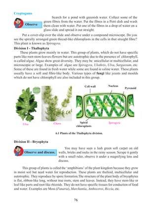 76
Cryptogams	
	 Search for a pond with greenish water. Collect some of the
green fibres from the water. Put the fibres in a Petri dish and wash
them clean with water. Put one of the fibres in a drop of water on a
glass slide and spread it out straight.
Division I - Thallophyta
	 These plants grow mainly in water. This group of plants, which do not have specific
parts like root-stem-leaves-flowers but are autotrophic due to the presence of chlorophyll,
is called algae. Algae show great diversity. They may be unicellular or multicellular, and
microscopic or large. Examples of algae are Spirogyra, Ulothrix, Ulva, Sargassum, etc.
Some of these are found in fresh water while some are found in saline water. These plants
usually have a soft and fibre-like body. Various types of fungi like yeasts and moulds
which do not have chlorophyll are also included in this group.
6.1 Plants of the Thallophyta division.
Division II - Bryophyta
SpirogyraUlva Chara
Cell wall
Spiral
chloroplasts
Nucleus
Pyrenoid
You may have seen a lush green soft carpet on old
walls, bricks and rocks in the rainy season. Scrape it gently
with a small ruler, observe it under a magnifying lens and
discuss.
	 This group of plants is called the ‘amphibians’ of the plant kingdom because they grow
in moist soil but need water for reproduction. These plants are thalloid, multicellular and
autotrophic. They reproduce by spore formation.The structure of the plant body of bryophytes
is flat, ribbon-like long, without true roots, stem and leaves. Instead, they have stem-like or
leaf-like parts and root-like rhizoids. They do not have specific tissues for conduction of food
and water. Examples are Moss (Funaria), Marchantia, Anthoceros, Riccia, etc.
	 Put a cover-slip over the slide and observe under a compound microscope. Do you
see the spirally arranged green thread-like chloroplasts in the cells in that straight fibre?
This plant is known as Spirogyra.
Observe
Observe and discuss.
 