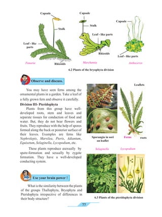 77
Leaflets
Ferns rootsSporangia in sori
on leaflet
What is the similarity between the plants
of the groups Thallophyta, Bryophyta and
Pteridophyta irrespective of differences in
their body structure?
Selaginella Lycopodium
6.3 Plants of the pteridophyta division
You may have seen ferns among the
ornamental plants in a garden. Take a leaf of
a fully grown fern and observe it carefully.
Division III- Pteridophyta
Plants from this group have well-
developed roots, stem and leaves and
separate tissues for conduction of food and
water. But, they do not bear flowers and
fruits. They reproduce with the help of spores
formed along the back or posterior surface of
their leaves. Examples are ferns like
Nephrolepis, Marsilea, Pteris, Adiantum,
Equisetum, Selaginella, Lycopodium, etc.
	 These plants reproduce asexually by
spore-formation and sexually by zygote
formation. They have a well-developed
conducting system.
Observe and discuss.
Use your brain power !
6.2 Plants of the bryophyta division
Capsule
MarchantiaFunaria
Leaf - like
parts
Rhizoids Anthoceros
Capsule
Leaf - like parts
Rhizoids
Stalk
Leaf - like parts
Capsule
Stalk
 