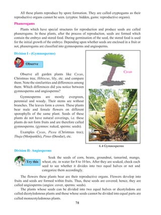 78
All these plants reproduce by spore formation. They are called cryptogams as their
reproductive organs cannot be seen. (cryptos: hidden, gams: reproductive organs).
Phanerogams
	 Plants which have special structures for reproduction and produce seeds are called
phanerogams. In these plants, after the process of reproduction, seeds are formed which
contain the embryo and stored food. During germination of the seed, the stored food is used
for the initial growth of the embryo. Depending upon whether seeds are enclosed in a fruit or
not, phanerogams are classified into gymnosperms and angiosperms.
Observe all garden plants like Cycas,
Christmas tree, Hibiscus, lily, etc. and compare
them. Note the similarities and differences among
them. Which differences did you notice between
gymnosperms and angiosperms?
Gymnosperms are mostly evergreen,
perennial and woody. Their stems are without
branches. The leaves form a crown. These plants
bear male and female flowers on different
sporophylls of the same plant. Seeds of these
plants do not have natural coverings, i.e. these
plants do not form fruits and are therefore called
gymnosperms. (gymnos: naked, sperms: seeds).
Examples Cycas, Picea (Christmas tree),
Thuja (Morpankhi), Pinus (Deodar), etc.
Division I - (Gymnosperms)
Soak the seeds of corn, beans, groundnut, tamarind, mango,
wheat, etc. in water for 8 to 10 hrs. After they are soaked, check each
seed to see whether it divides into two equal halves or not and
categorize them accordingly.
Cycas
6.4 Gymnosperms
Try this
Observe
The flowers these plants bear are their reproductive organs. Flowers develop into
fruits and seeds are formed within fruits. Thus, these seeds are covered; hence, they are
called angiosperms (angios: cover, sperms: seeds).
The plants whose seeds can be divided into two equal halves or dicotyledons are
called dicotyledonous plants and those whose seeds cannot be divided into equal parts are
called monocotyledonous plants.
Division II- Angiosperms
 