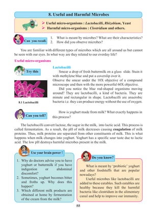 88
1.	 What is meant by microbes? What are their characteristics?
2.	 How did you observe microbes?
Try this
Can you recall.
	 You are familiar with different types of microbes which are all around us but cannot
be seen with our eyes. In what way are they related to our everday life?
Useful micro-organisms
	 How is yoghurt made from milk? What exactly happens in
this process?
	 The lactobacilli convert lactose, the sugar in the milk, into lactic acid. This process is
called fermentation. As a result, the pH of milk decreases causing coagulation of milk
proteins. Thus, milk proteins are separated from other constituents of milk. This is what
happens when milk changes into yoghurt. Yoghurt has a specific sour taste due to lactic
acid. The low pH destroys harmful microbes present in the milk.
1.	 Why do doctors advise you to have
yoghurt or buttermilk if you have
indigestion or abdominal
discomfort?
2.	 Sometimes, yoghurt becomes bitter
and froths up. Why does this
happen?
3.	 Which different milk products are
obtained at home by fermentation
of the cream from the milk?
Lactobacilli
	 Smear a drop of fresh buttermilk on a glass slide. Stain it
with methylene blue and put a coverslip over it.
Observe the smear under the 10X objective of a compound
microscope and then with the more powerful 60X objective.
	 Did you notice the blue rod-shaped organisms moving
around? They are lactobacilli, a kind of bacteria. They are
minute and rectangular in shape. Lactobacilli are anaerobic
bacteria i.e. they can produce energy without the use of oxygen.8.1 Lactobacilli
	 What is meant by ‘probiotic’ yoghurt
and other foodstuffs that are popular
nowadays?
	 Useful microbes like lactobacilli are
added to these eatables. Such eatables are
healthy because they kill the harmful
bacteria like clostridum in the alimentary
canal and help to improve our immunity.
Use your brain power !
Do you know?
Ø Useful micro-organisms : Lactobacilli, Rhizobium, Yeast	
Ø Harmful micro-organisms : Clostridium and others.
8. Useful and Harmful Microbes
Can you tell?
 