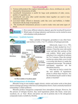 89
Let’s try this
Uses of Lactobacilli :
1.	 Various milk products like yoghurt, buttermilk, ghee, cheese, shrikhand, etc. can be
obtained by fermentation of milk.
2.	Lactobacilli fermentation is useful for large scale production of cider, cocoa,
pickles of vegetables, etc.
3.	Lactobacilli and some other useful microbes taken together are used to treat
abdominal discomfort.
4.	Leavened fodder offered to domestic cattle like cows and buffalos, is fodder
fermented with the help of lactobacilli.
5.	 The lactobacilli fermentation process is used to make wine and some types of
bread.
1.	How many different industries depend upon the lactobacilli bacteria?
2.	Which types of cottage industries and factories can be started in areas
with abundant milk production?
Rhizobium : Symbiotic bacteria
	 Take a plantlet of fenugreek, groundnut or any other bean
and sterilize it with a 3 to 5 % solution of hydrogen peroxide.
Role and importance of rhizobium
	 Rhizobia living in root nodules supply nitrates, nitrites and amino acids to that plant
and in exchange get energy in the form of carbohydrates from it. Such a mutually beneficial
relationship is called symbiosis.
	 Rhizobia produce nitrogenous compounds from atmospheric nitrogen. However, for
this process of nitrogen fixation, they need leguminous plants like beans, sweet pea,
soyabean, etc. as ‘host’. Beans and pulses are rich in proteins due to the nitrogenous
compounds made available by rhizobia.
	 Afterwards, keep it in a 70%
solution of ethyl alcohol for 4 to 5
minutes. Clean the roots with sterile
water and take thin sections of the
root nodules. Select good section
and place it in a solution of safranin
for 2 to 3 minutes. Place the stained
section on a glass slide, cover it with
a coverslip and observe it under the
compound microscope. The pinkish
rod-shaped organisms are the
rhizobium bacteria.
	 Note that we had to search for
the root nodules of leguminous
plants to obtain these bacteria. Are
the rhizobium bacilli useful to these
plants or harmful?
Research
8.2 Root nodules of soyabean plant
Rhizobium
Growth of
root nodules
Bacteroid
Cell division
Conducting
tissue of
nodule
Cell division
Bacteria
Infected
root hair
Infection by
bacteria
Bacteroid
 