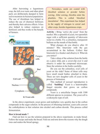 90
	 After harvesting a leguminous
crop, the left over roots and other plant
parts are deliberately dumped in farm
soil to maintain its bacterial population.
The use of rhizobium has helped to
reduce the use of chemical fertilizers
and thereby their adverse effects. It has
also helped to reduce expenses on
fertilizers and thus works to the benefit
of farmers.
	 Nowadays, seeds are coated with
rhizobial solution or powder before
sowing. After sowing, rhizobia enter the
plantlets. This is called ‘rhizobial
inoculation’. This experiment has helped
in the supply of nitrogen to cereal and
other crops, besides leguminous crops.
8.3 Yeast cells
Cytoplasm
Nucleus
Cell wall
Bud
Fungus
cells
Yeast
Activity : Bring ‘active dry yeast’ from the
market. Mix a spoonful of yeast, two spoonfuls
sugar with a sufficient quantity of lukewarm
water in a bottle. Fix a colourless, transparent
balloon on the mouth of that bottle.
	 What changes do you observe after 10
minutes? Mix limewater with the gas
accumulated in the balloon. Collect that
limewater in a beaker and observe it. What do
you notice?
	 Take a drop of the solution from the bottle
on a glass slide, put a cover-slip over it and
observe it under the compound microscope.
Store the solution in the bottle carefully.
	 Do you see the colourless, oval cells of
yeast on the slide? Some of those cells may
have small round bodies attached to them.
These are new daughter cells of yeast in the
process of formation.
	 This method of asexual reproduction is
called ‘budding’. Yeast is a heterotrophic
fungal microbe that grows on carbon
compounds.
	 Yeast is a unicellular fungus with 1500
different species in existence. The yeast cell is
a eukaryotic type of cell.
	 In the above experiment, yeast grows and multiplies very quickly due to the carbon
compounds in the sugar solution. In the process of obtaining nutrition, yeast cells convert
the carbohydrates in that solution into alcohol and carbon dioxide. This process called
fermentation.
How is bread made ?
	 Find out how to use the solution prepared in the above experiment, to make bread.
Follow the recipe and make the bread. Find out and note down the reasons why the dough
rises and makes the bread spongy.
Let’s try this
 