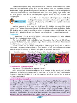 93
	 Microscopic spores of fungi are present in the air. If there is sufficient moisture, spores
germinate on cotton fabric, gunny bags, leather, wooden items, etc. The fungal hyphae
(fibres of the fungus) penetrate deep into the material to obtain nutrition and to reproduce.
This causes the materials to wear and become weak. As a result, gunny bags, leather items
like shoes, purses, belts, etc. on which fungi have grown do not last long. Wooden items
also get spoilt.
	 Sometimes, you may notice a black powder or white discs
floating on the pickle or murabba, when a jar is opened after a
long time. What exactly is this? Why are such food items not
good to eat?
	 Various species of fungi grow on food items like pickles, murabba, jam, sauce,
chutney, etc. They use the nutrients in these food items for growth and reproduction. During
this activity, fungi release mycotoxins, certain poisonous chemicals, into the food and thus
food becomes poisonous. Hence, the food on which fungi have grown cannot be eaten.
Clostridium
	 	 Sometimes, cases of food poisoning occur during community feasts. How does the
food become poisonous all of a sudden?
	 The bacteria which spoil cooked food are Clostridium. Out of about 100 different
species of this bacterium, some are free living in the soil whereas some live in the alimentary
canal of humans and other animals.
	 These bacteria are rod-shaped and produce bottle-shaped endospores in adverse
conditions. One special characteristic of these bacteria is that they cannot withstand the
normal oxygen level of the air because they grow in anaerobic conditions.
An Introduction to scientists
	 It was believed that meat gets spoiled due to some bacteria of the bacillus type but the
exact type of bacillius was not known. Van Ermengem proved that the anaerobic bacterium
Clostridium botulinum, is responsible for food poisoning.
	 Ida Bengston obtained higher education in biochemistry at Chicago University. She
conducted important research on the toxin responsible for gas gangrene and the antitoxin
useful for treating it. While she was doing research on the dreaded disease called typhus,
she herself contracted the infection. But, she overcame it and continued her research. For
this work, she was honoured with the ‘Typhus Medal’ in 1947.
Think about it
Other harmful micro-organisms
	 Do only the Clostridium bacteria cause illness ?
	 Other kinds of micro-organisms like bacteria, viruses, protozoa and fungi are also
responsible for different diseases that affect humans. You have learnt about viruses which
are smaller than bacteria and can grow and reproduce only in living cells. Let us see how
they are harmful to us.
8.4 Clostridium species
Clostridium tetani Clostridium Perfringens Clostridium botulinum Clostridium difficile
 