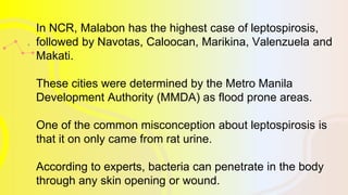 In NCR, Malabon has the highest case of leptospirosis,
followed by Navotas, Caloocan, Marikina, Valenzuela and
Makati.
These cities were determined by the Metro Manila
Development Authority (MMDA) as flood prone areas.
One of the common misconception about leptospirosis is
that it on only came from rat urine.
According to experts, bacteria can penetrate in the body
through any skin opening or wound.
 