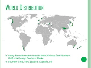 WORLD DISTRIBUTION





Along the northwestern coast of North America from Northern
California through Southern Alaska
Southern Chile, New Zealand, Australia, etc

 