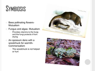 SYMBIOSIS




Bees pollinating flowersMutualism
Fungus and algae- Mutualism




Provides vitamins to the fungi,
and the fungi protects it from
drying

An opossum dens with a
woodchuck for warmthCommensalism


The woodchuck is not helped
or hurt

 