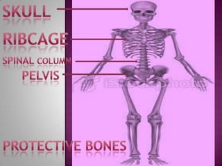 skull ribcage Spinal column pelvis Protective bones 