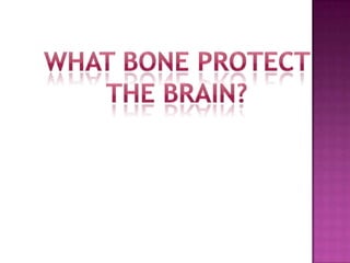 What bone protect the brain?