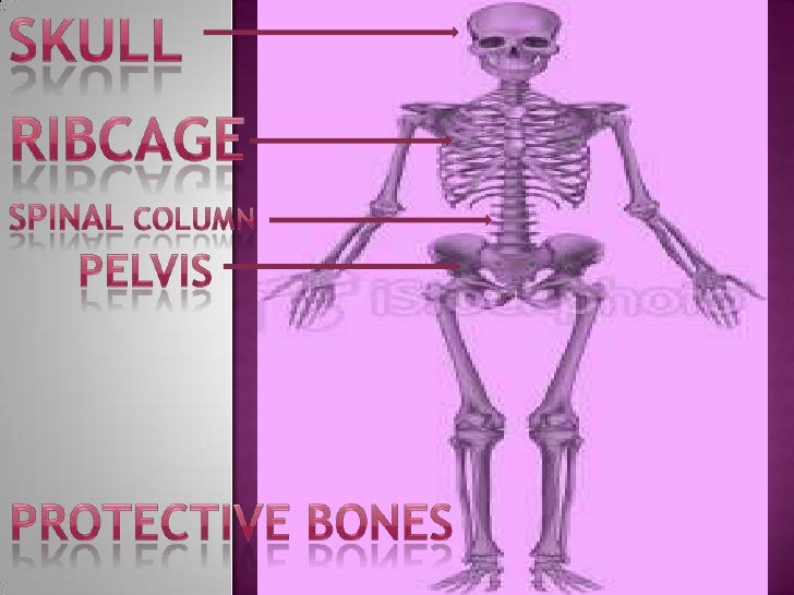 Science bones