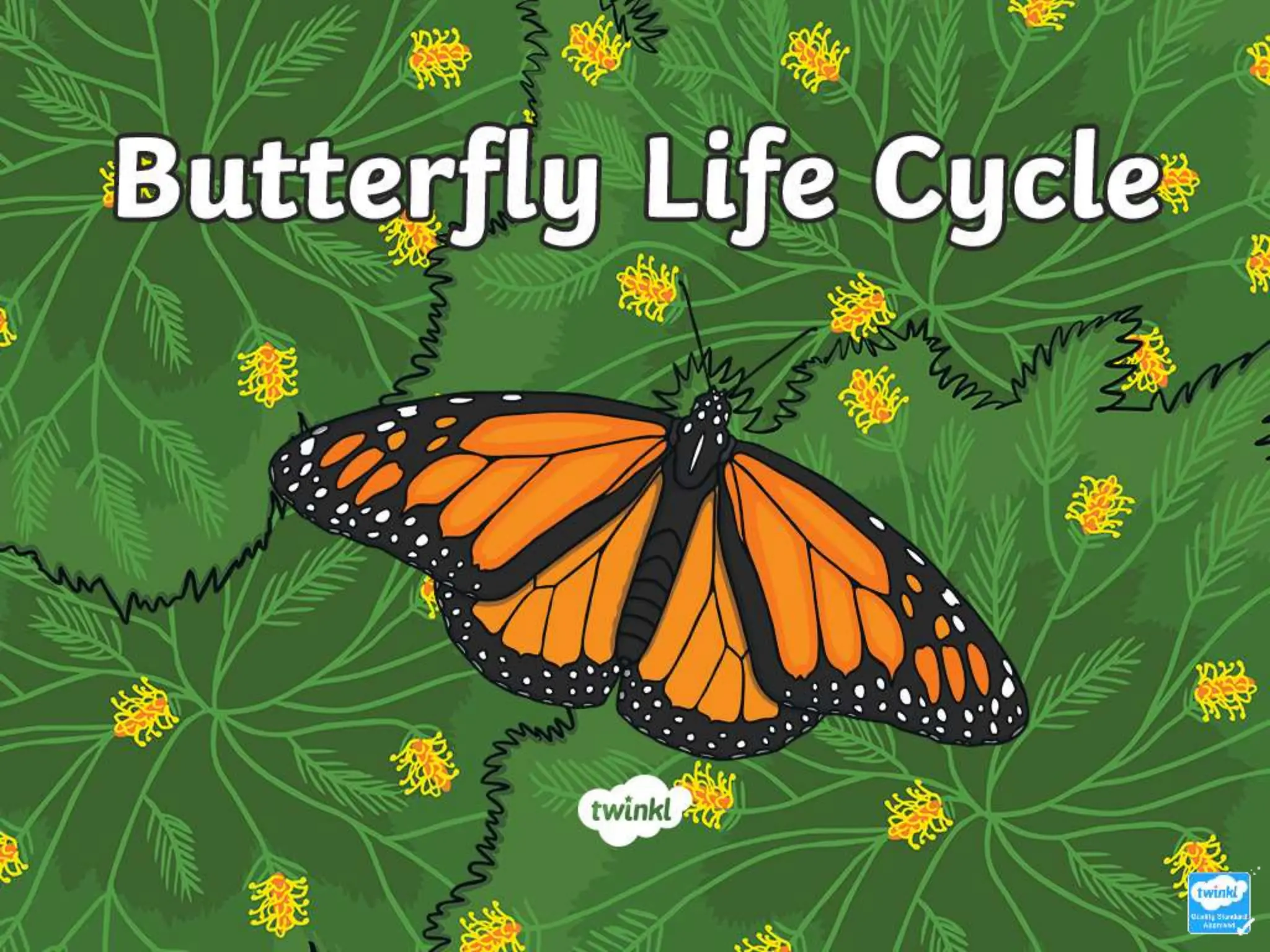 Butterfly Life CycleGrade 3 powerpoint presentation PPT