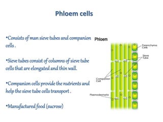 •Consists of man sieve tubes and companion
cells .
•Sievetubes consist of columns of sieve tube
cells that are elongatedand thin wall.
•Companioncellsprovide thenutrients and
help the sieve tube cells transport .
•Manufacturedfood (sucrose)
Phloem cells
 