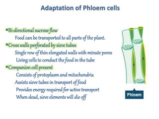 Adaptation of Phloem cells
Bi-directional sucrose flow
Food can be transported to all parts of the plant.
Crosswalls perforatedby sieve tubes
Single row of thinelongatedwalls with minute pores
Living cellsto conduct thefood in the tube
Companion cell present
Consists of protoplasmand mitochondria
Assists sieve tubes in transport of food
Provides energy requiredfor active transport
Whendead, sieve elements will die off
 