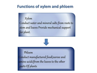 Xylem
Conduct water and mineral salts from roots to
stem and leaves Provide mechanical support
for plant.
Phloem
Conduct manufactured food(surose and
amino acids)from the leaves to the other
parts Of plants.
Functions of xylem and phloem
 