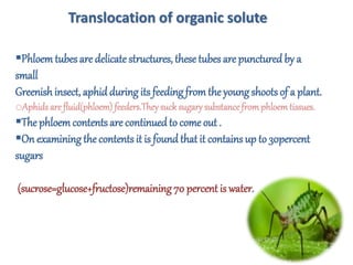 Translocation of organic solute
Phloemtubes are delicate structures, thesetubes are punctured by a
small
Greenish insect, aphidduring its feeding fromthe young shoots of a plant.
oAphids are fluid(phloem) feeders.Theysuck sugary substance fromphloem tissues.
The phloemcontents are continuedto come out .
On examining the contents it is found that it contains up to 30percent
sugars
(sucrose=glucose+fructose)remaining 70 percent is water.
 