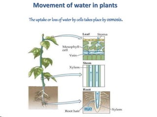 Movement of water in plants
The uptake or loss of water by cellstakes place by osmosis.
 