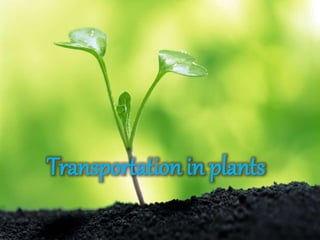 Transportation in plants
 