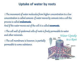 oThe movement of watermolecules fromhigher concentration to a low
concentrationis calledosmosis .if water moves by osmosis intoa cell the
processis called
And if the watermoves out of the cell it is called
Uptake of water by roots
oThe cell wall of epidermal cells of roots is freely permeable to water
and other minerals.
oThe cell membrane is however, is partially
permeable to some substance.
 