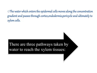 oThe waterwhichenters the epidermal cellsmoves along the concentration
gradient and passes throughcortex,endodermis,pericycle and ultimately to
xylemcells.
There are three pathways taken by
water to reach the xylem tissues:
 