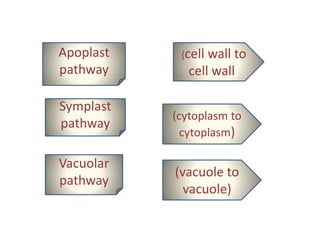 Apoplast
pathway
(cell wall to
cell wall)
Symplast
pathway
(cytoplasm to
cytoplasm)
Vacuolar
pathway
(vacuole to
vacuole)
 
