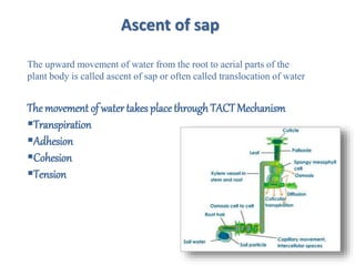 The movement of watertakes placethrough TACT Mechanism
Transpiration
Adhesion
Cohesion
Tension
Ascent of sap
The upward movement of water from the root to aerial parts of the
plant body is called ascent of sap or often called translocation of water
 