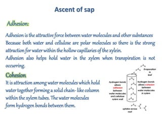 Adhesionis the attractive force betweenwater molecules and other substances
Because both water and cellulose are polar molecules so there is the strong
attractionfor waterwithinthe hollowcapillaries of the xylein.
Adhesion also helps hold water in the xylem when transpiration is not
occurring.
Adhesion:
Ascent of sap
It is attractionamong water molecules which hold
watertogether forming a solid chain- likecolumn
withinthe xylemtubes. The water molecules
formhydrogen bondsbetweenthem.
Cohesion
 