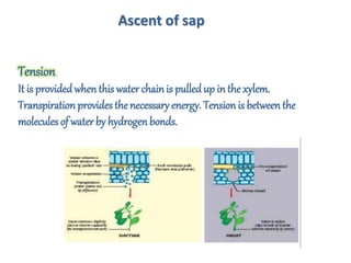 Tension
It is providedwhenthis waterchainis pulled up in the xylem.
Transpiration provides the necessary energy. Tensionis between the
molecules of water by hydrogenbonds.
Ascent of sap
 