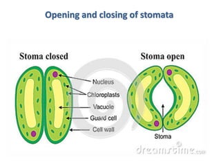 Opening and closing of stomata
 