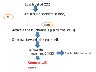 Low level of CO2
CO2+H2O (dissociate in ions)
H⁺
HCO3
Activate the k+ channels (epidermal cells)
K+ move towards the guar cells
It flows the
movement Of H2O
Stomata will
open
Guard cells become turgid
 