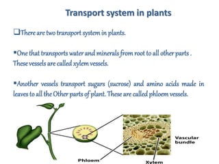 Transport system in plants
There are two transport systemin plants.
One that transports waterand minerals fromroot to all other parts .
Thesevessels are called xylemvessels.
Another vessels transport sugars (sucrose) and amino acids made in
leaves to all the Other parts of plant. These are called phloemvessels.
 