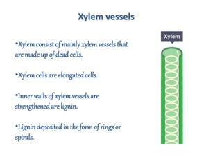 •Xylemconsist of mainly xylem vessels that
are made up of deadcells.
•Xylemcells are elongatedcells.
•Inner walls of xylemvessels are
strengthened are lignin.
•Lignindeposited in theform of rings or
spirals.
Xylem vessels
 