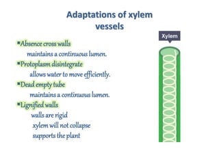 Adaptations of xylem
vessels
Absence cross walls
maintains a continuous lumen.
Protoplasmdisintegrate
allows waterto move efficiently.
Dead empty tube
maintains a continuous lumen.
Lignified walls
walls are rigid
xylemwill not collapse
supports the plant
 